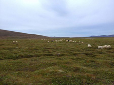 Iceland-Iceland Shorts-Sheep Round-Up on Horseback